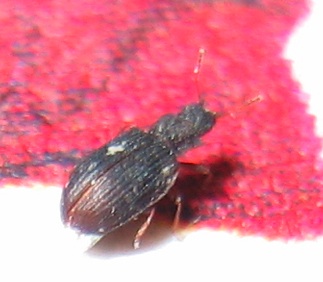 Latridiidae: Latridius minutus (cfr.)